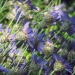 catananche
