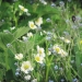 fraisiers et myosotis