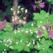 Geranium macrorrhizum et saxifrage