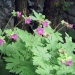 geranium macrorrhizum