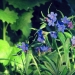grémil pourpre bleu