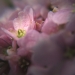 Hortensia