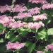 hortensia