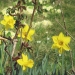 Narcisses
