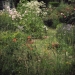 jardin - juillet 2011