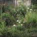 jardin depuis la fenêtre - juin 2012