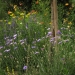jardin - juillet 2012