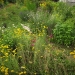 jardin - juin 2012