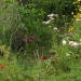 jardin - juin 2012