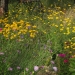 jardin - juin 2012