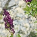 Lilas