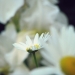 Marguerite