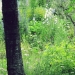 milieu jardin