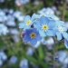 myosotis