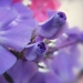phlox