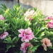 pivoine