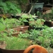 plantations - juillet 2010