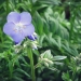 polémoine bleue