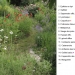 quelques plantes - milieu du jardin