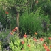 quelques plantes - vers l'olivier