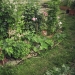 quelques plantes - zone humide