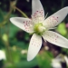 saxifrage à feuilles rondes