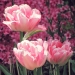 tulipes