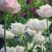 tulipes