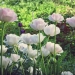 tulipes