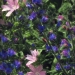 Vipérine et Mauve