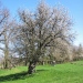 Cerisiers de Forchez