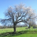 Cerisiers de Forchez