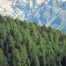 forêt de l'Orgère - 01