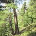 forêt de l'Orgère - 03