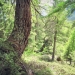 forêt de l'Orgère - 04