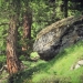 forêt de l'Orgère - 05