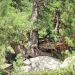 forêt de l'Orgère - 06