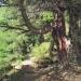 forêt de l'Orgère - 08