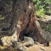 forêt de l'Orgère - 09