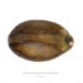 brunnelle commune - prunella vulgaris