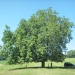 Noyer commun - Vallières