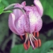 Liliaceae > Lilium martagon - Lis martagon