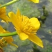 Ranunculaceae > Caltha palustris - Populage