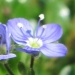 Plantaginaceae > Veronica aphylla - Véronique à tige nue