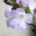 Verbenaceae > Verbena officinalis - Verveine officinale