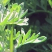 Asteraceae > Artemisia absinthium - Absinthe