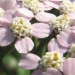 Asteraceae > Achillea millefolium - Achillée millefeuille