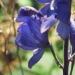Ranunculaceae > Aconitum napellus - Aconit napel