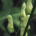 Ranunculaceae > Aconitum lycoctonum - Aconit tue loup