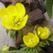 Ranunculaceae > Eranthis hyemalis - Aconite d'hiver